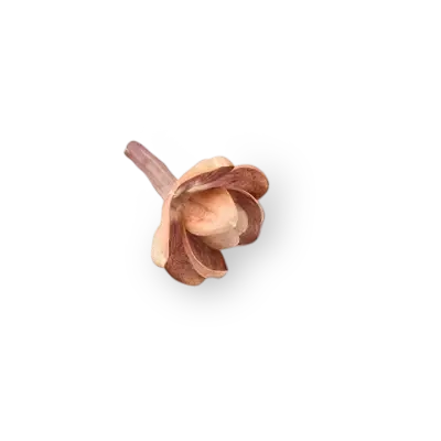 Flor de magnolia rosada