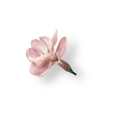 Flor de magnolia rosada