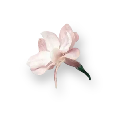 Pink orchid flower